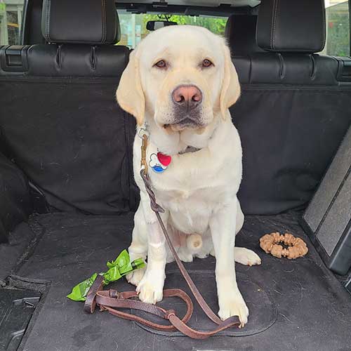 dog-obedience-training