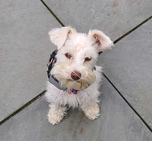 sitting-dog-training